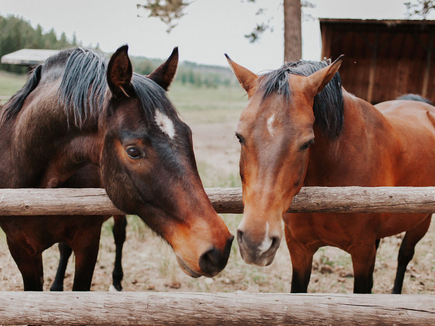 Wedding Page FAQs | Stove Prairie Ranch